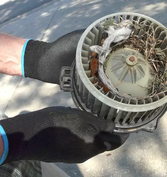 About Air Duct Mice Removal in Jacksonville, FL